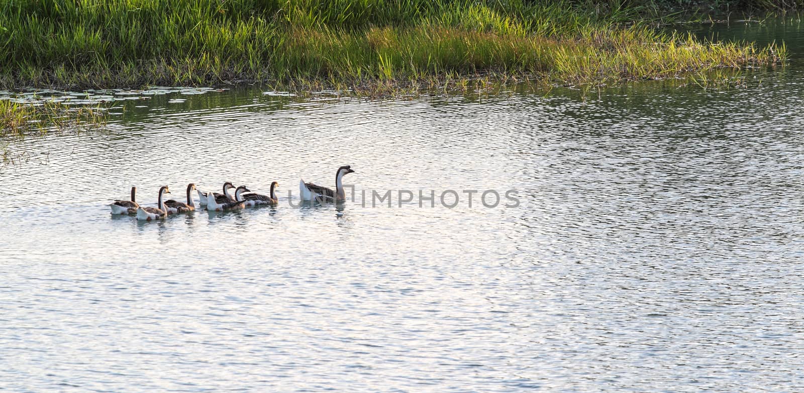 Gray goose with goslings swimming on lake