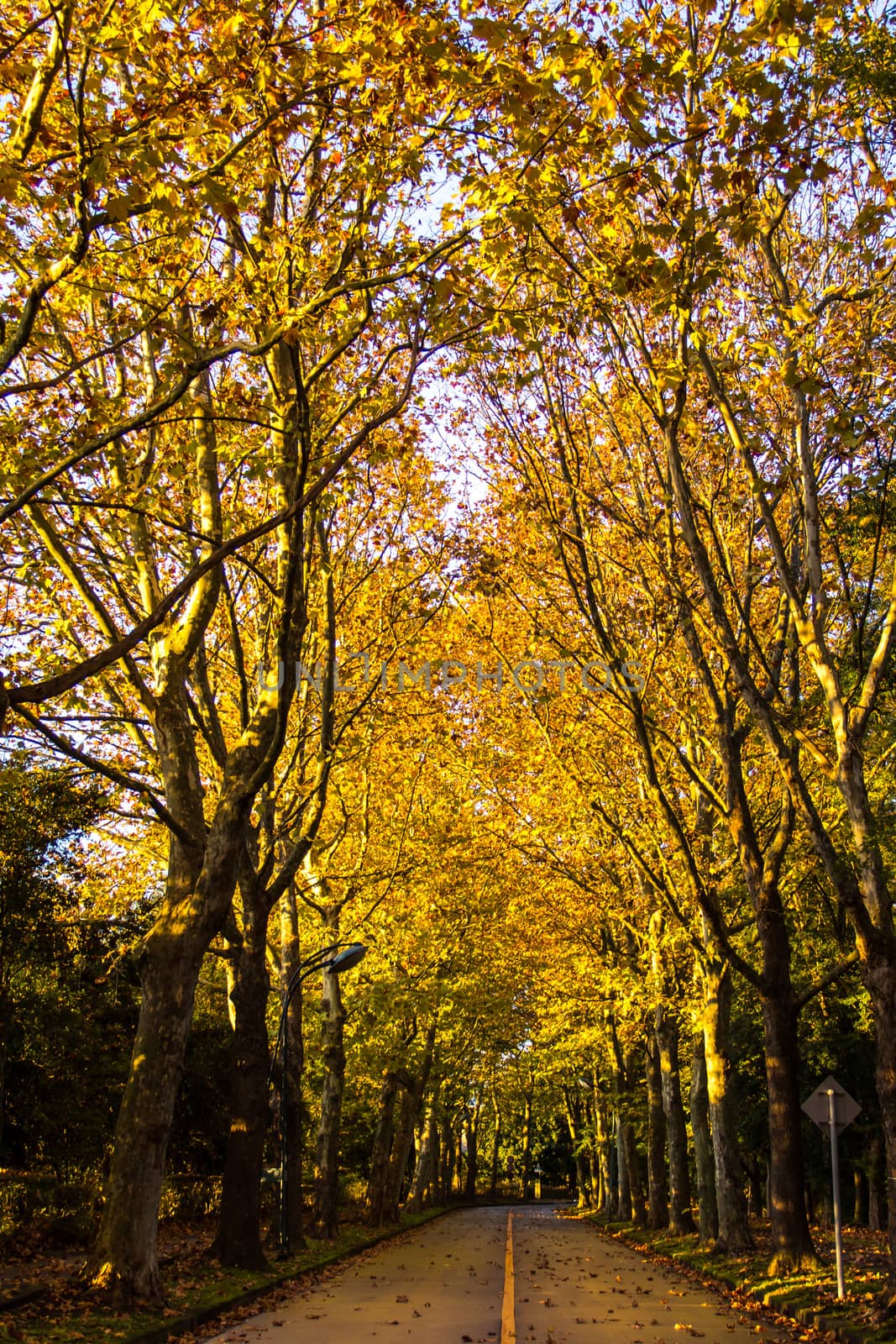 Tunnel from trees growing and road path