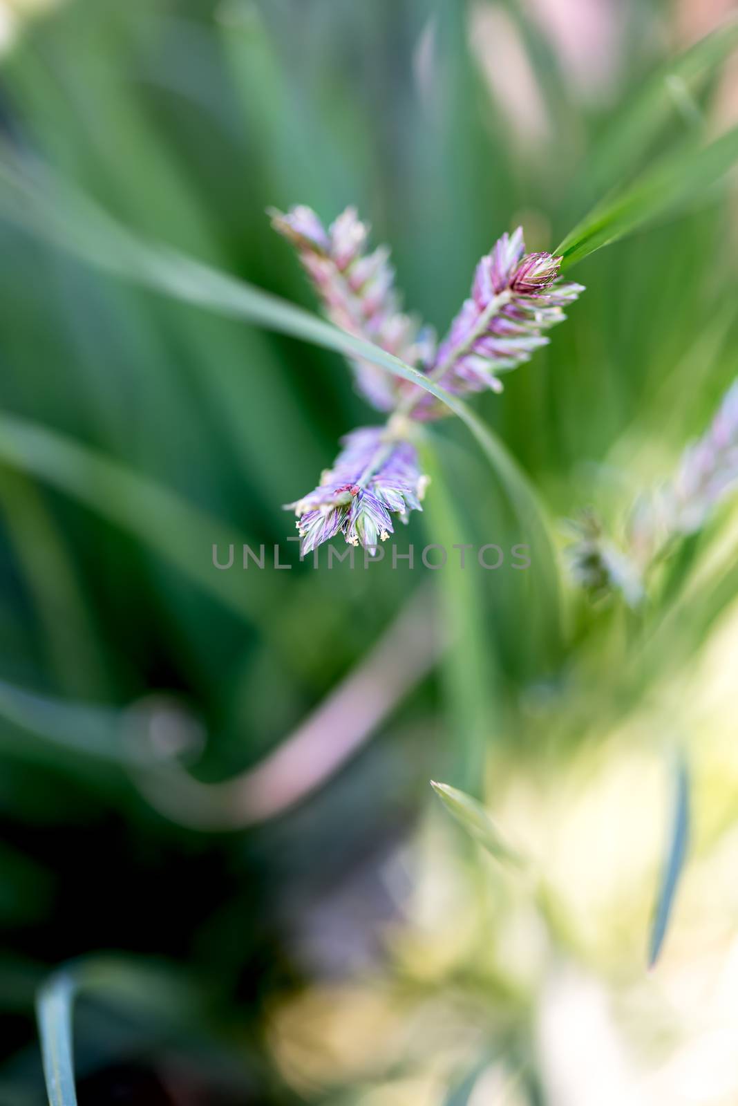 Wild flowers close up