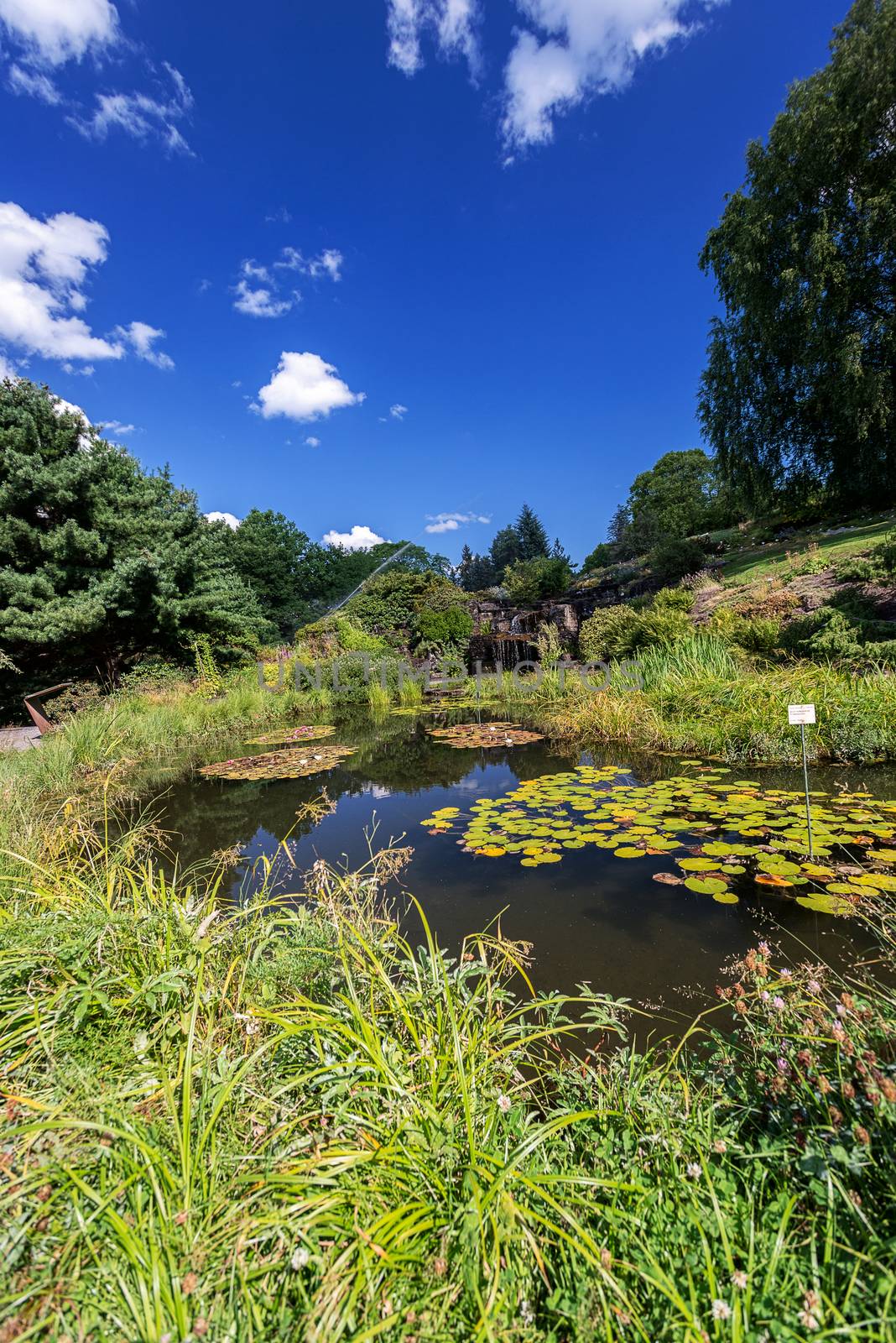 Garden pond