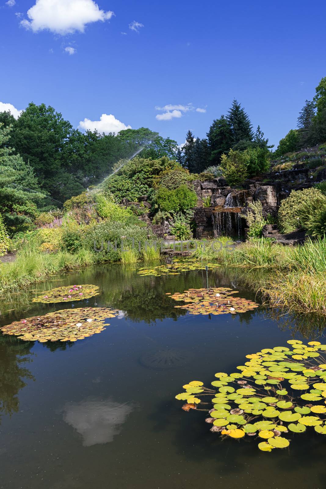 Garden pond