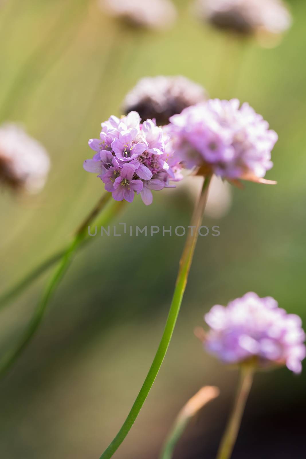 Wild flowers close up