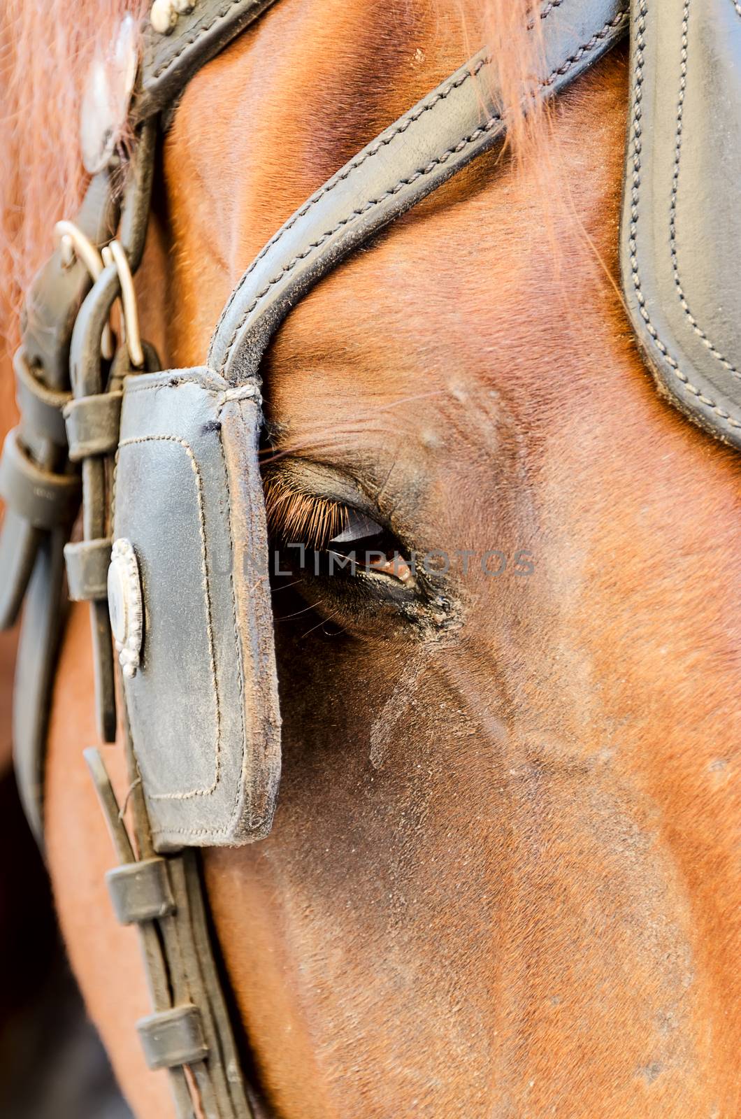 Portrait of brown horse