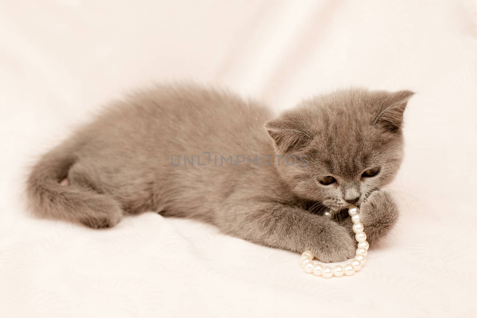 Grey kitten by foaloce