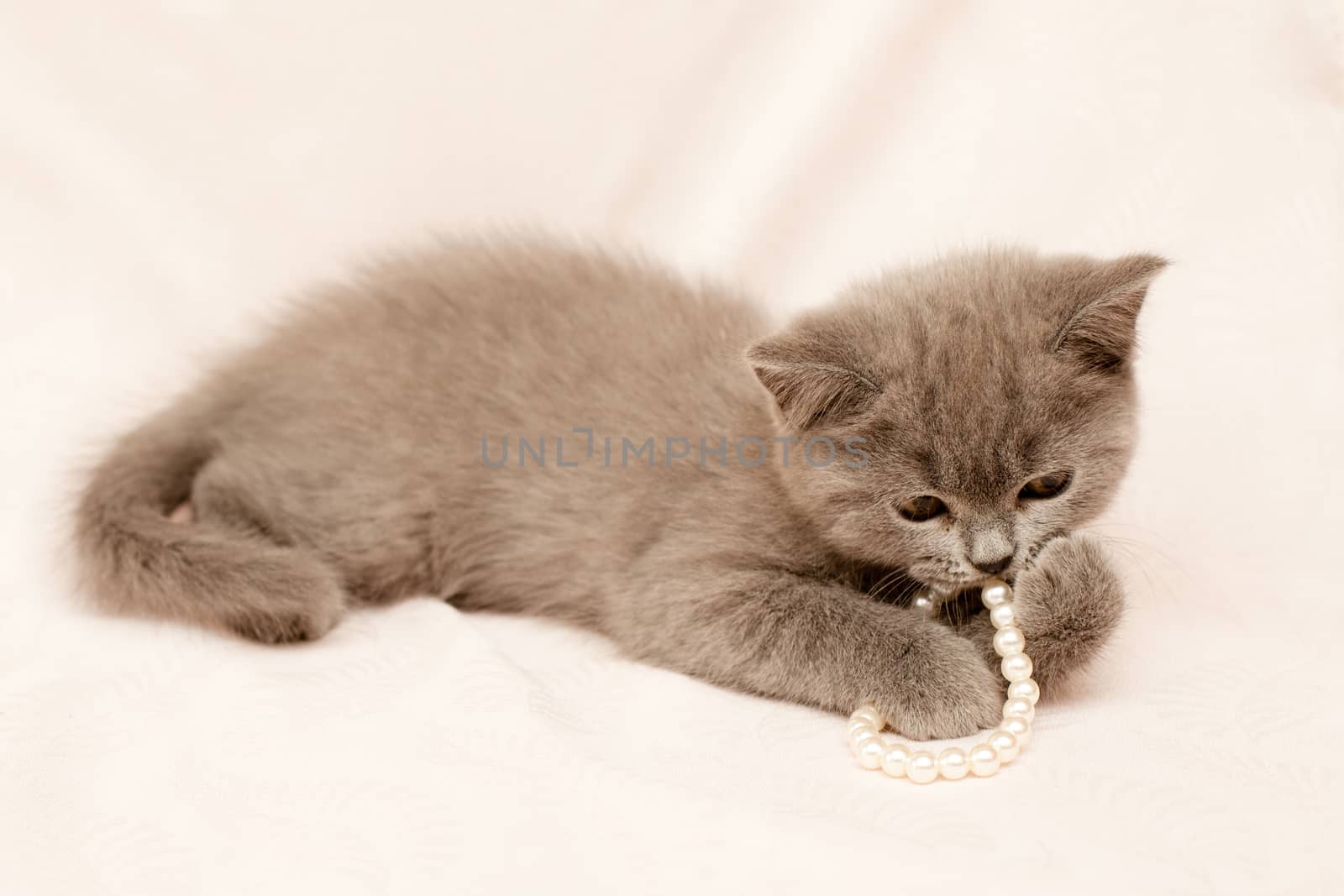 Grey kitten on pink background
