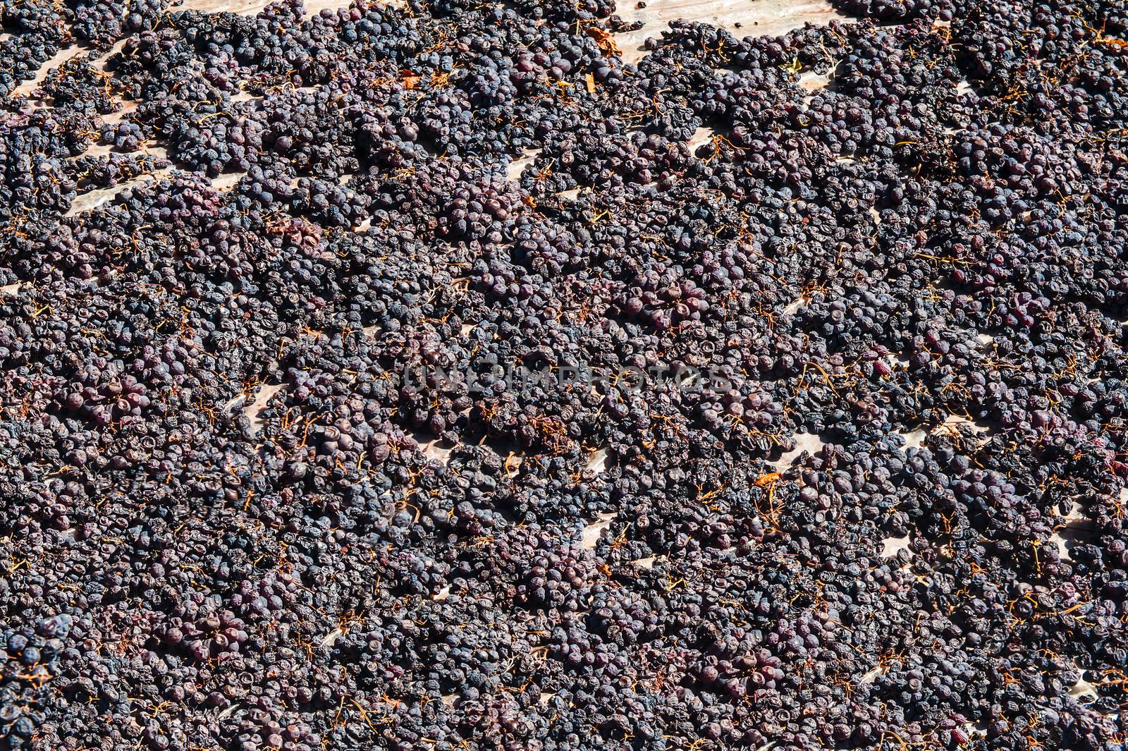 Grapes are being dried outisde to create raisins in Tureky