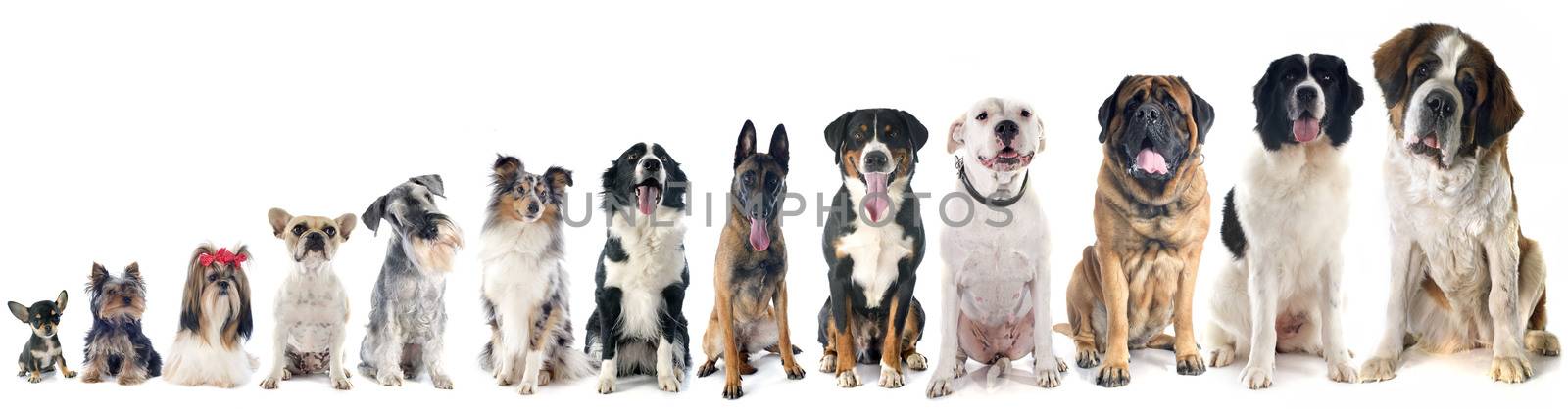 group of dogs  in front of white background