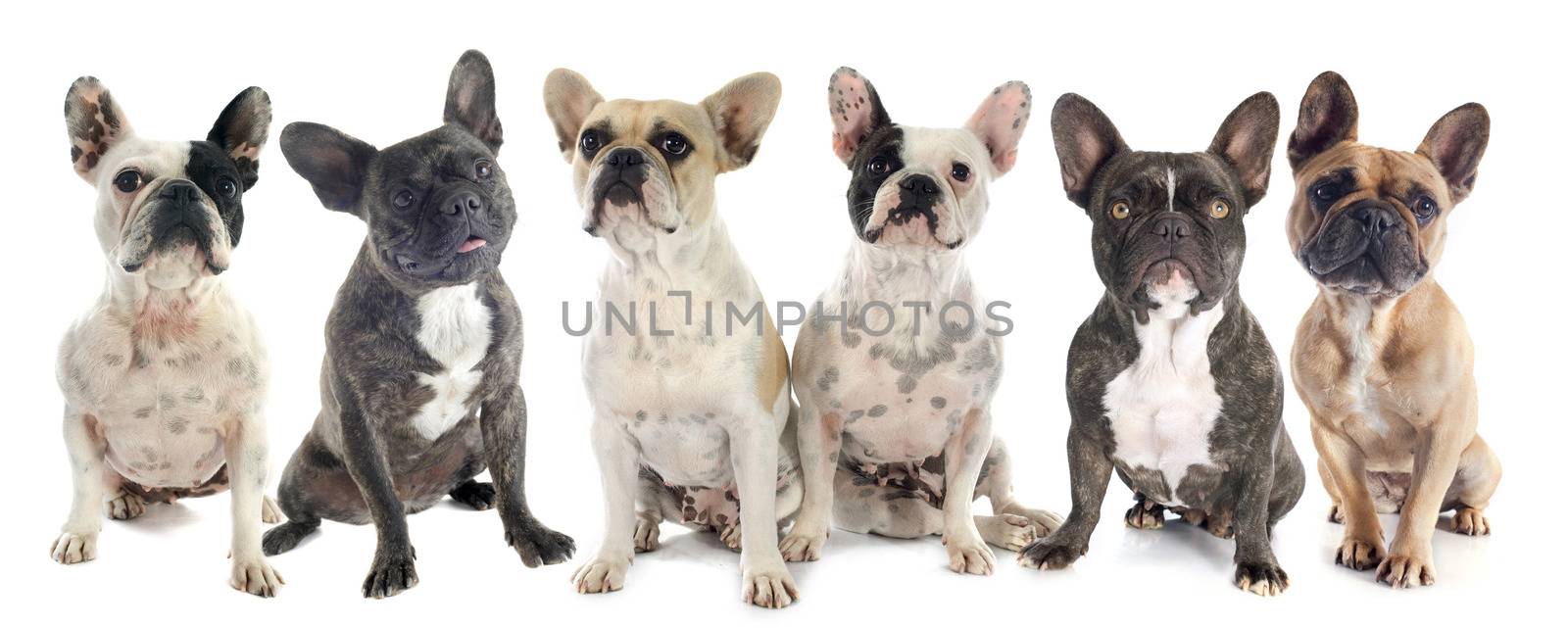 french bulldogs in front of white background