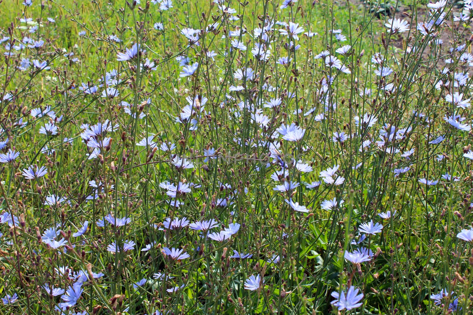 blue flowers of Cichorium by alexmak