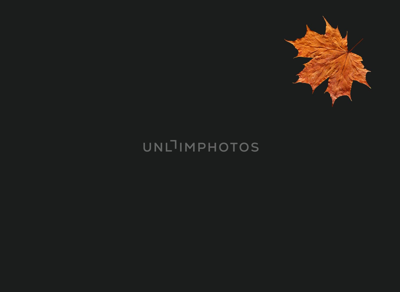 yellow leaf on the black by alexmak