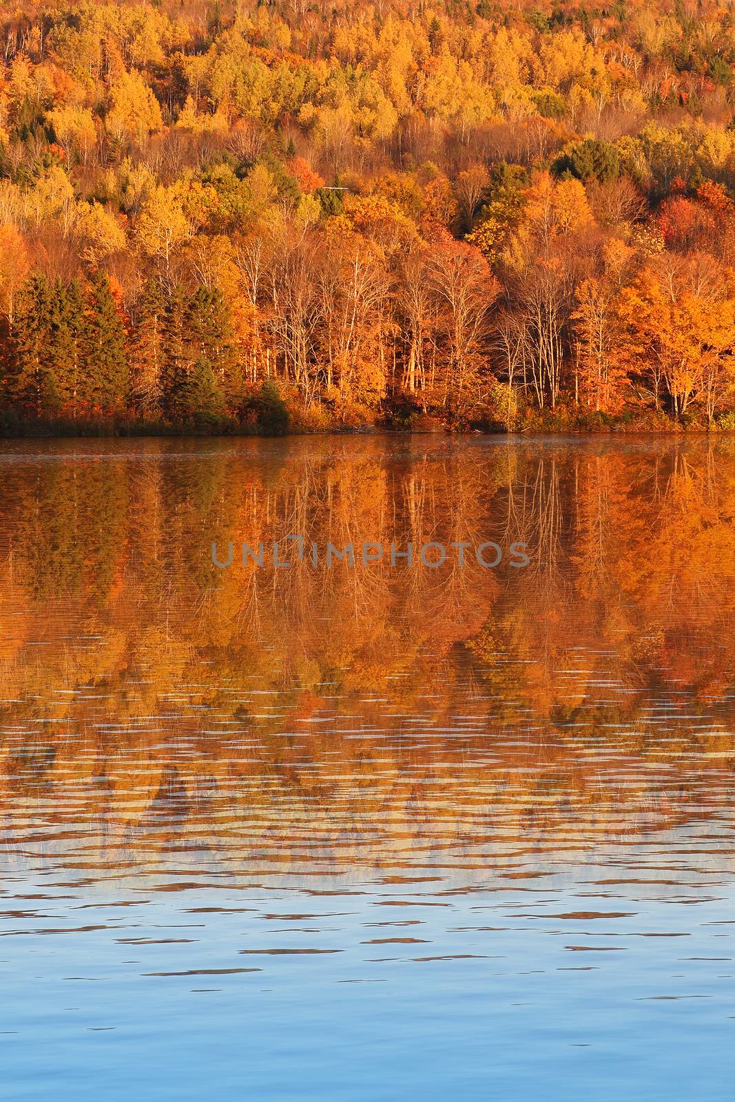 Beautiful and colorful fall trees glowing during sunset with reflections along the Saint John River in rural New Bruswick, Canada