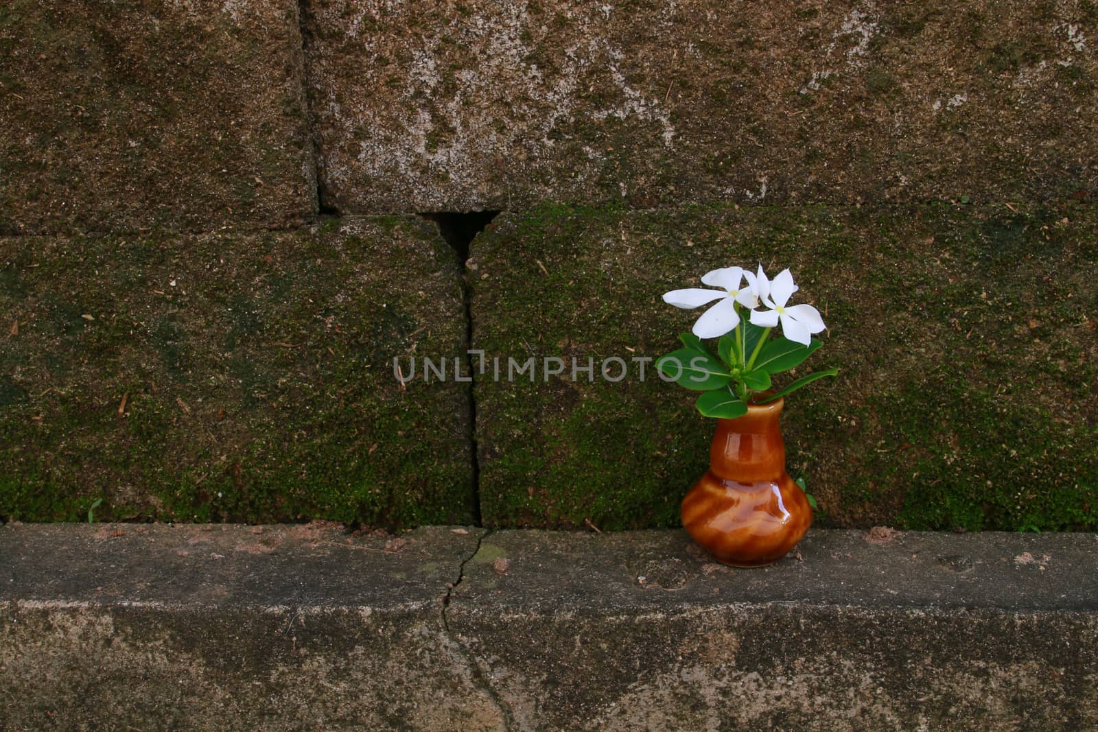 vase of white vinca by kaidevil