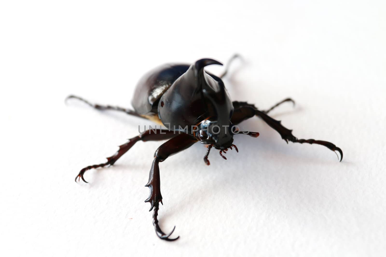 The black horn beetle on the white paper background.