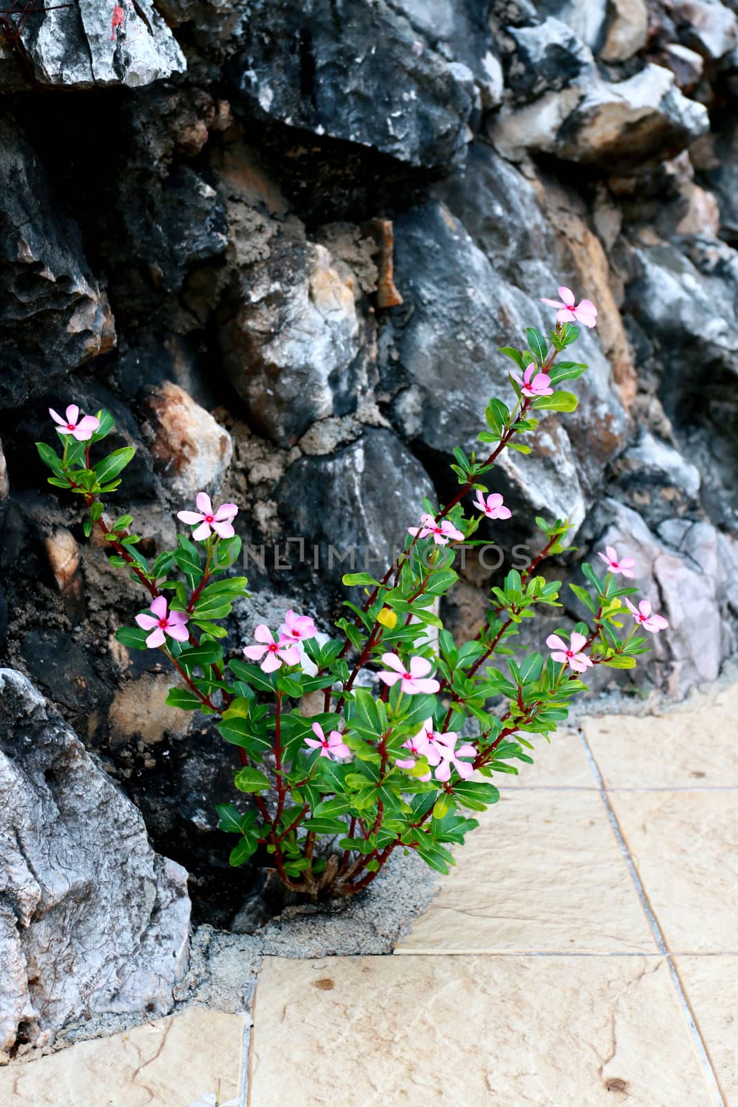 the branch of vinca growing from the hole between rocks and concret floor.