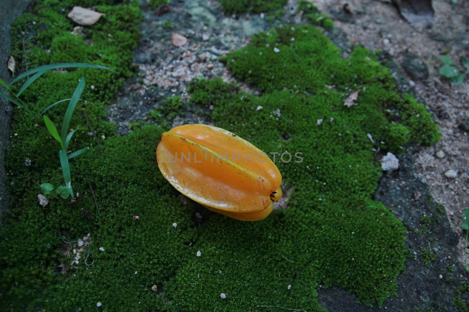 The ripe star apple is falling on the area is full of algae.