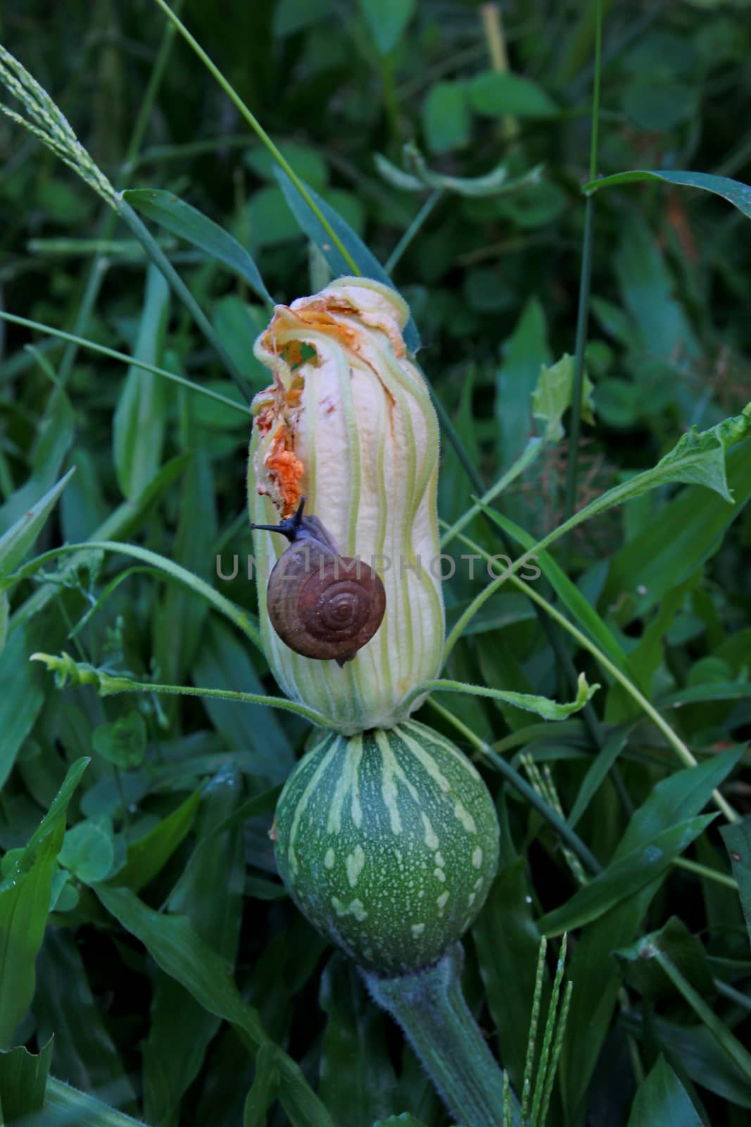 The snail is eating pumpkin flower.