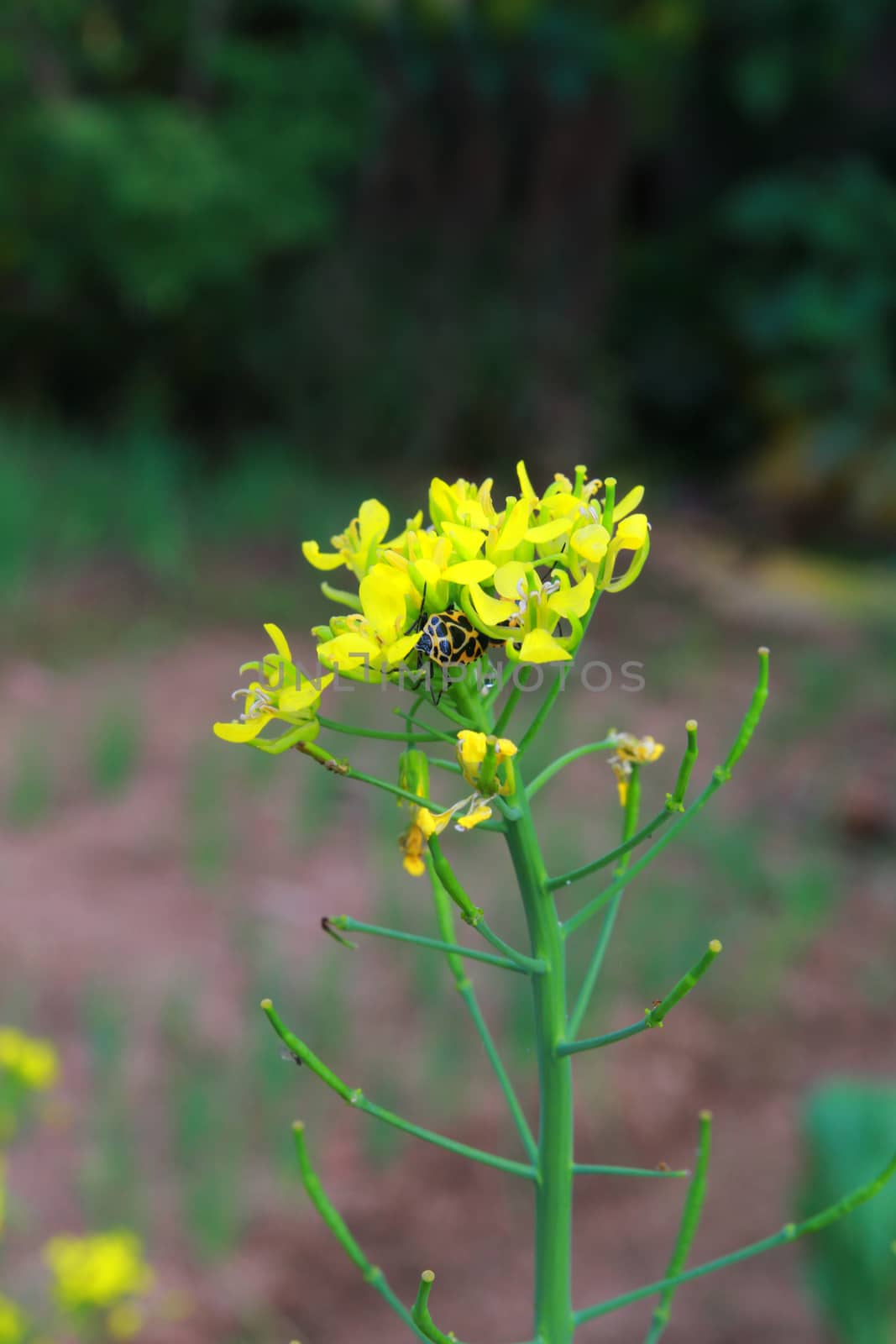 The flower of the mustard blooming and insect hiding in them.