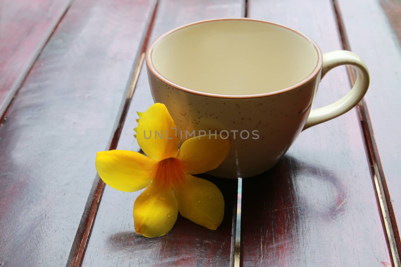 empty coffee cup on the table decor with allamanda.