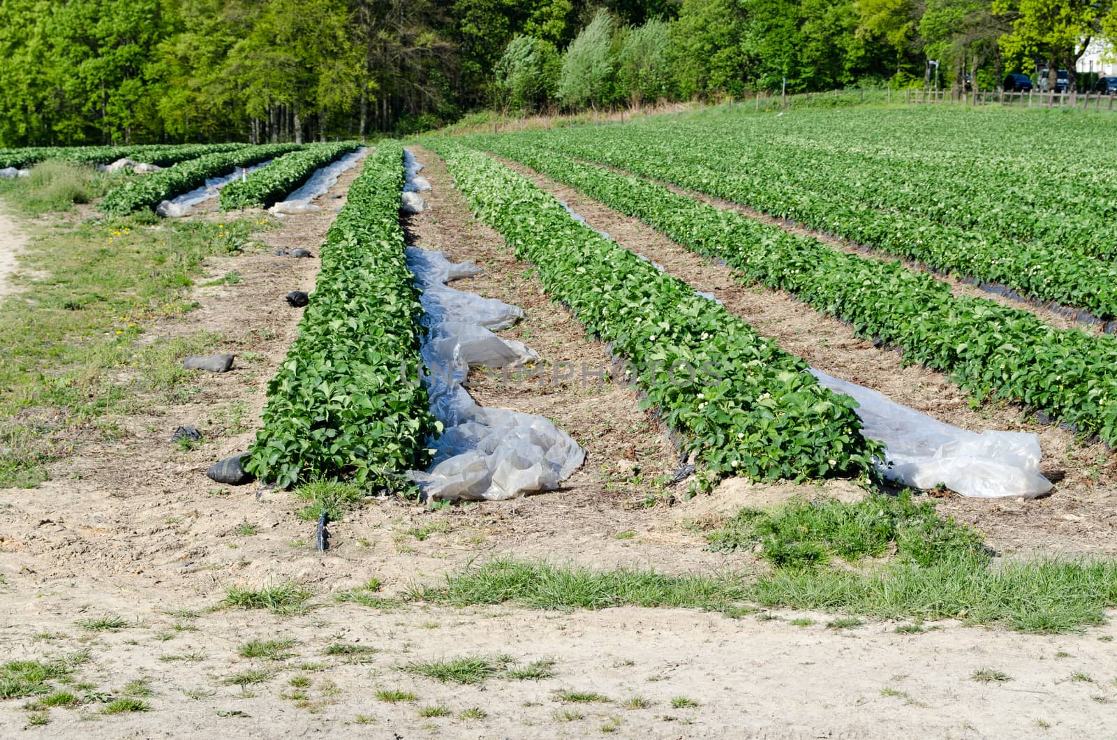 A flowering endless strawberry field in spring against a wooded lot.
