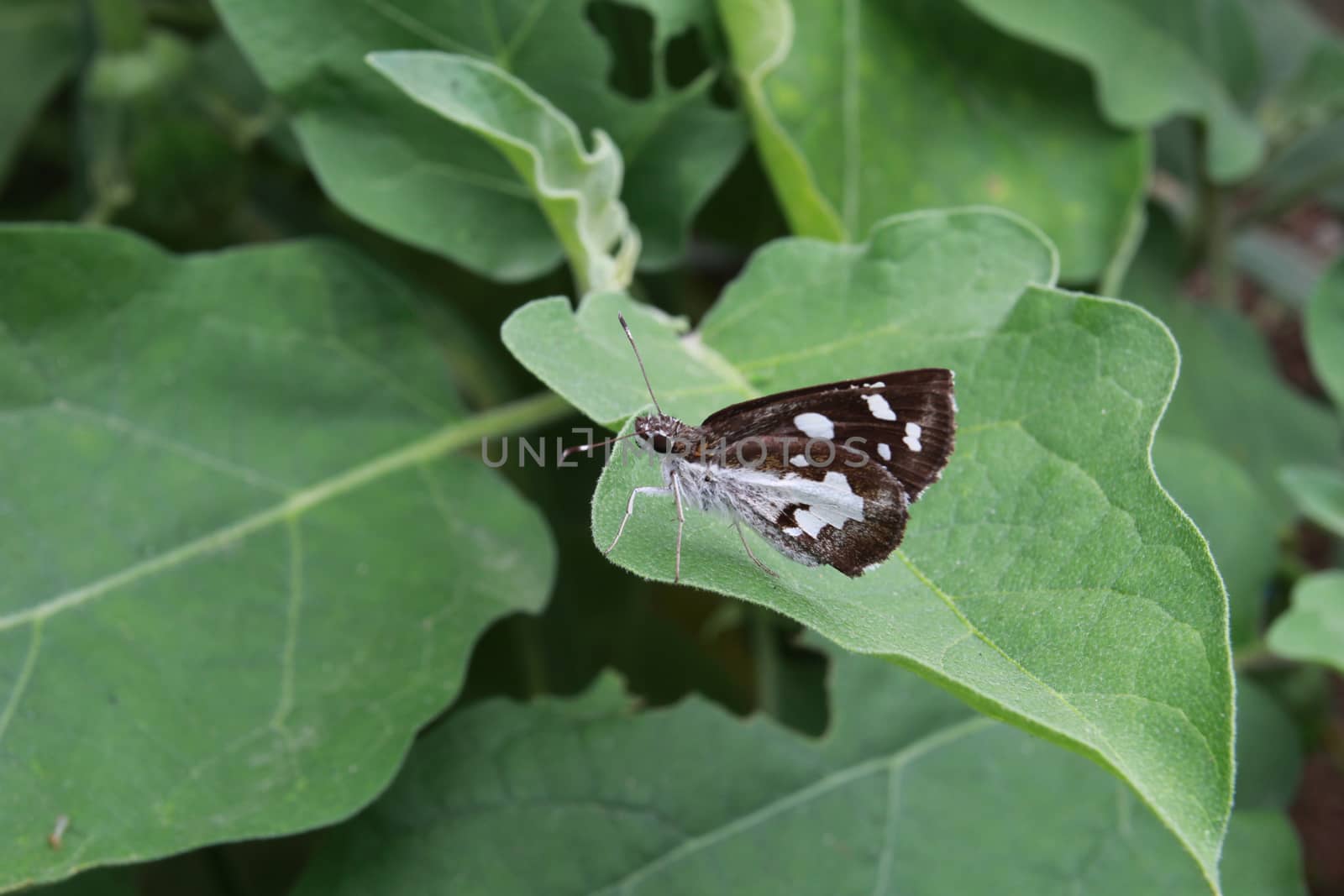 The dark brown butterfly perched on leaves of eggplant.