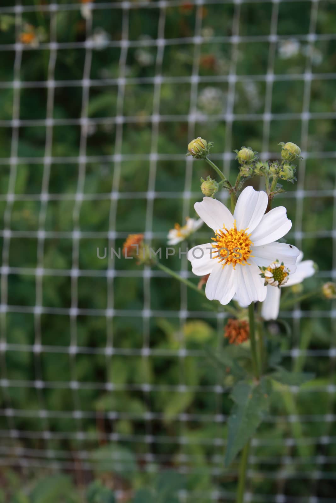 Bidens pilosa is the biennial plant and weeds.They have white colour.