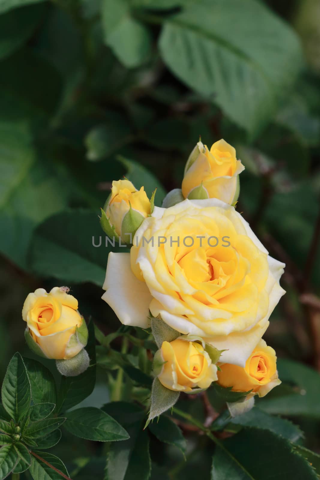 The bunch of yellow roses.There are buding and blooming.