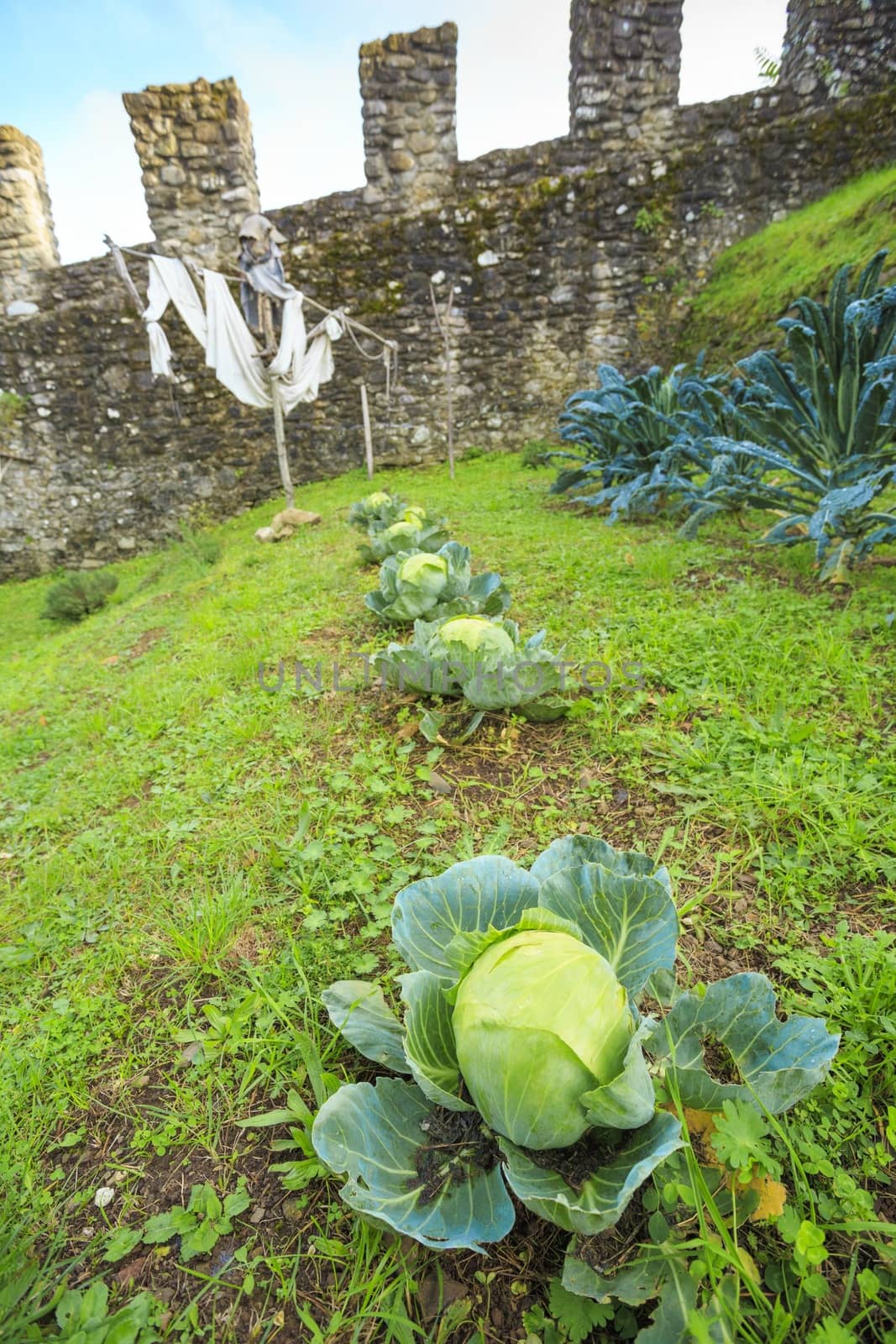 Picture of a cabbage in a medieval vegetable garden
