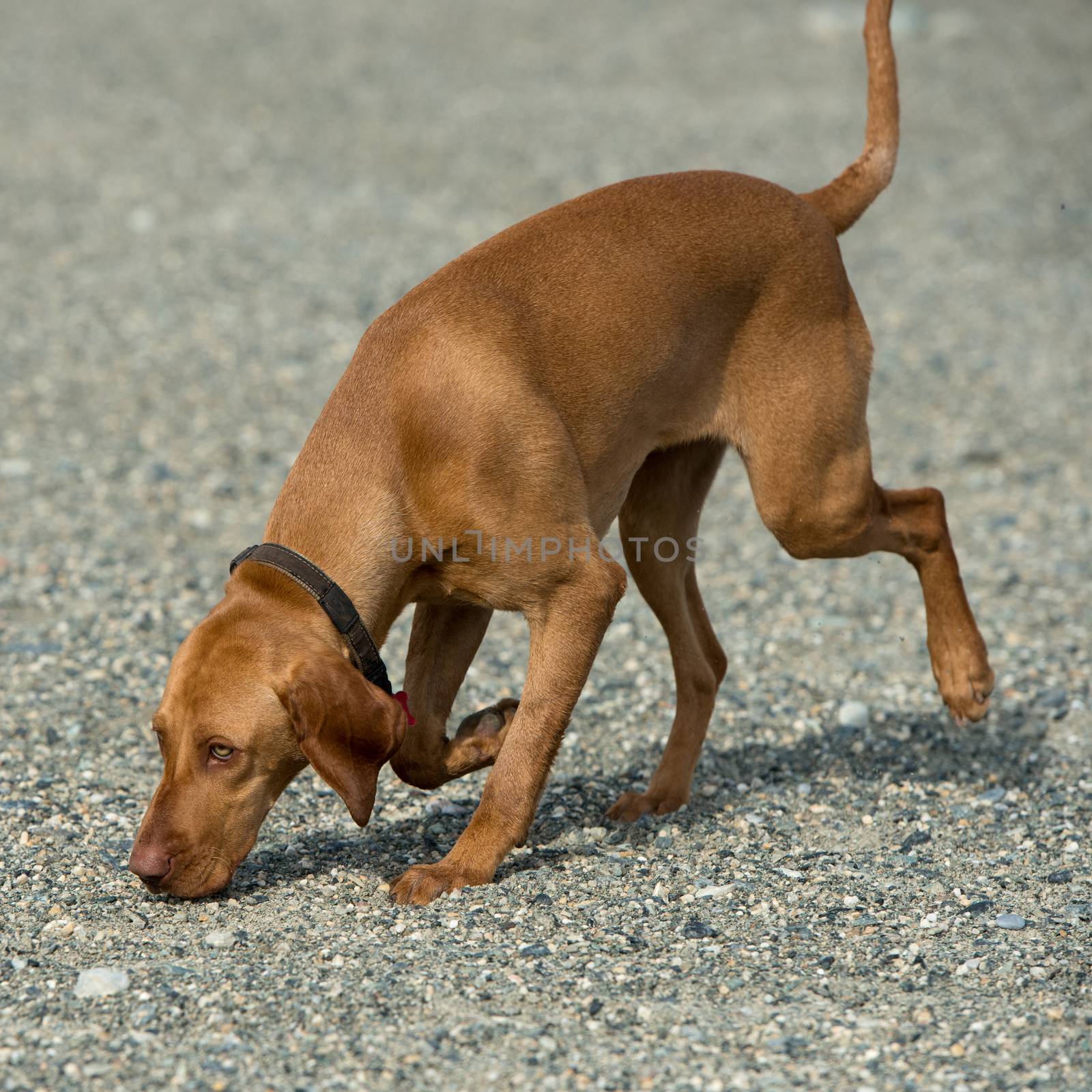 Hungarian hound sniffing a track