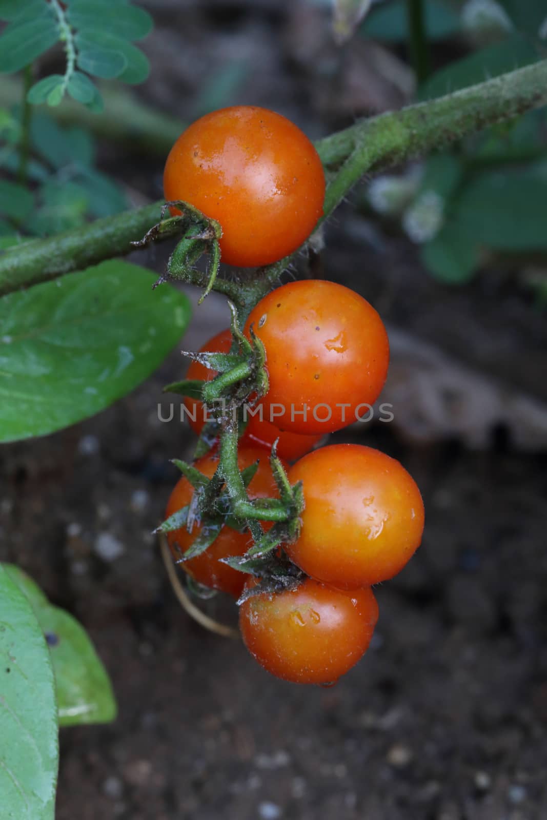 ripe tomato by kaidevil