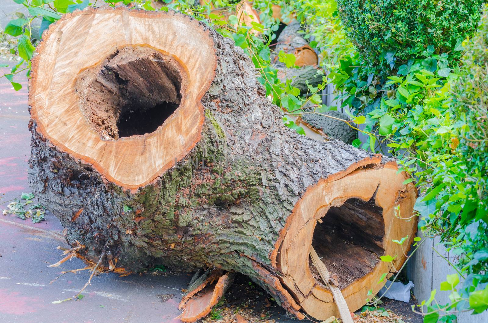 Hollowed-out tree trunk by JFsPic