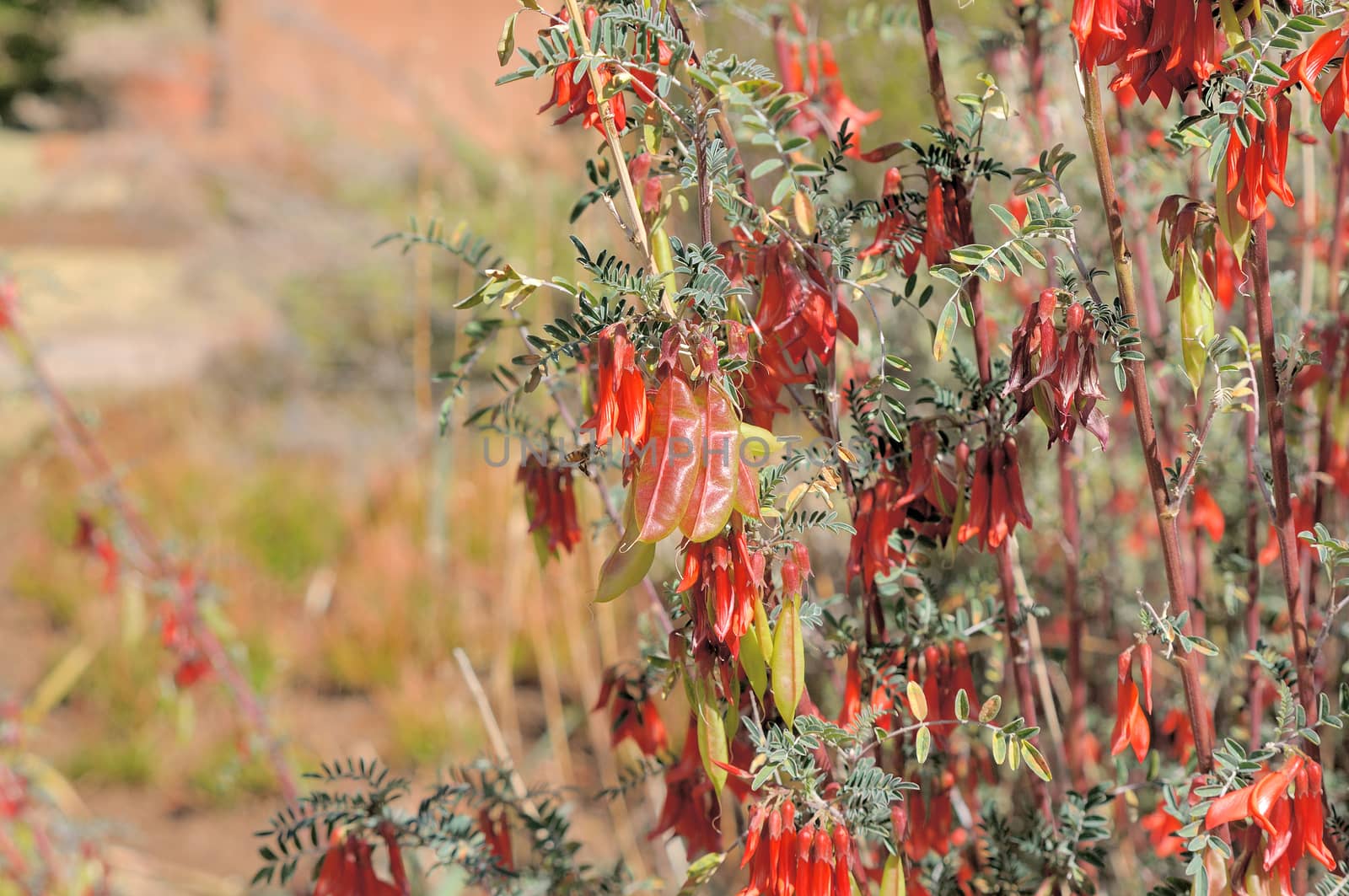 Cancer bush, also called Balloon pea, in the Free State Botanical Gardens in Bloemfontein, South Africa
