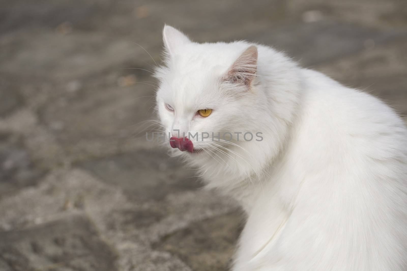 Portrait of a white persian cat with different color eyes.