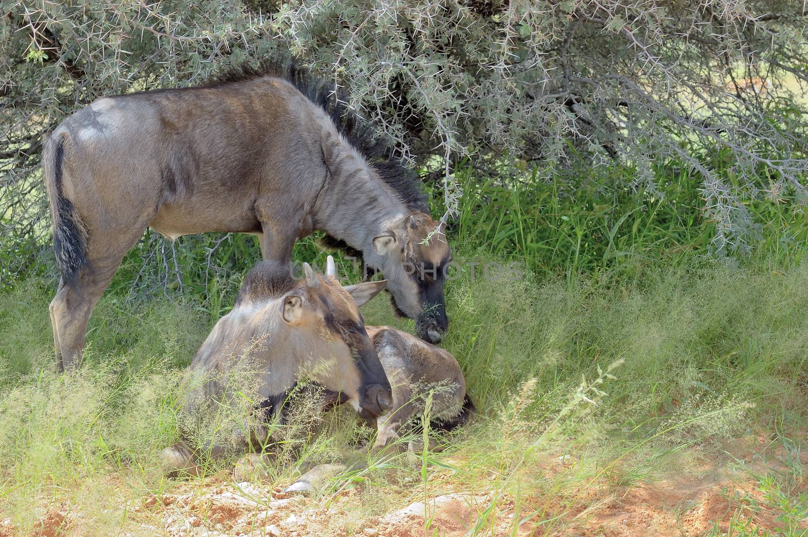 Two blue Wildebeest calves hiding from the sun in the Kgalagadi Transfrontier Park
