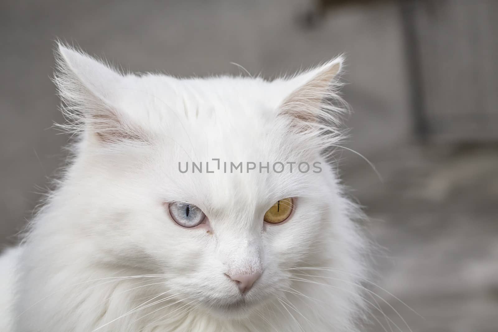 Persian cat by Onigiristudio