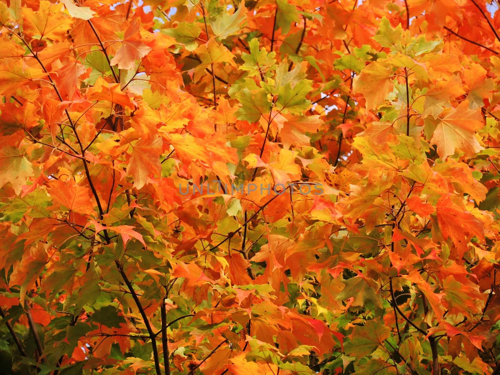 A close-up image of colourful Autumn leaves.