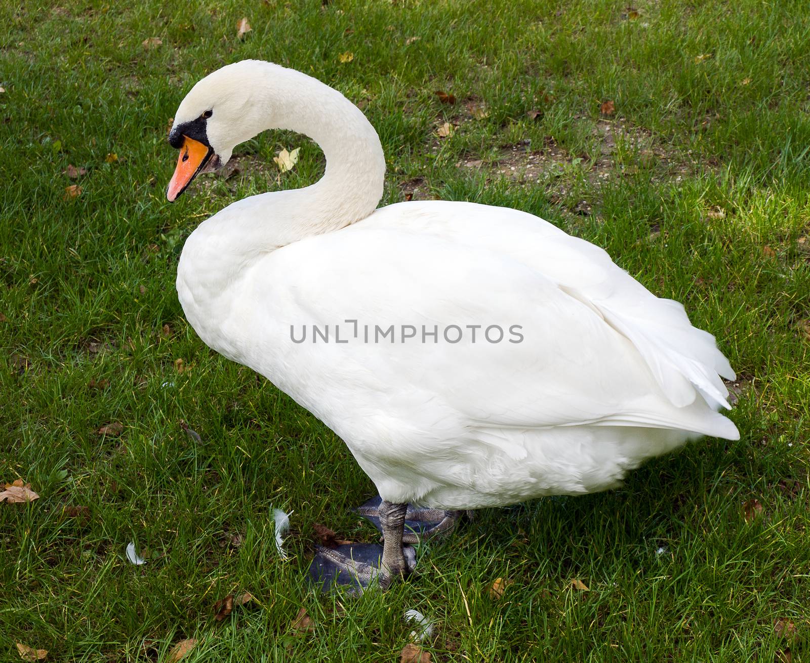 Big white swan on a green grass