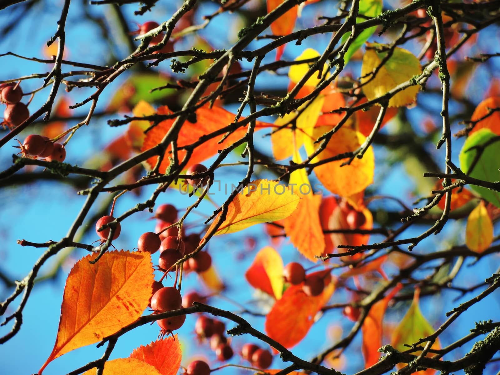 A close-up image of colourful Autumn leaves against a clear blue sky.