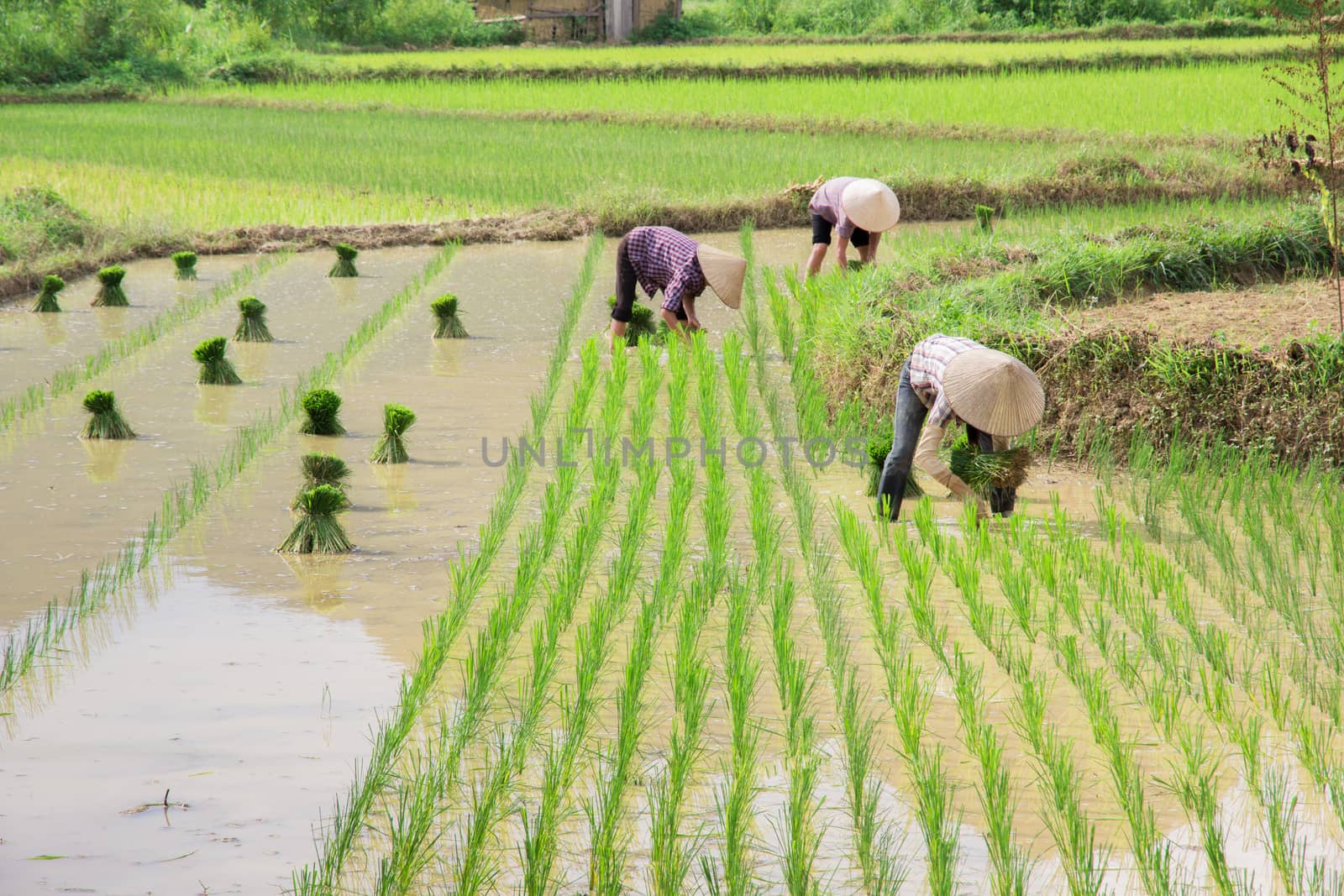 Vietnam Farmer transplant rice seedlings on the plot field