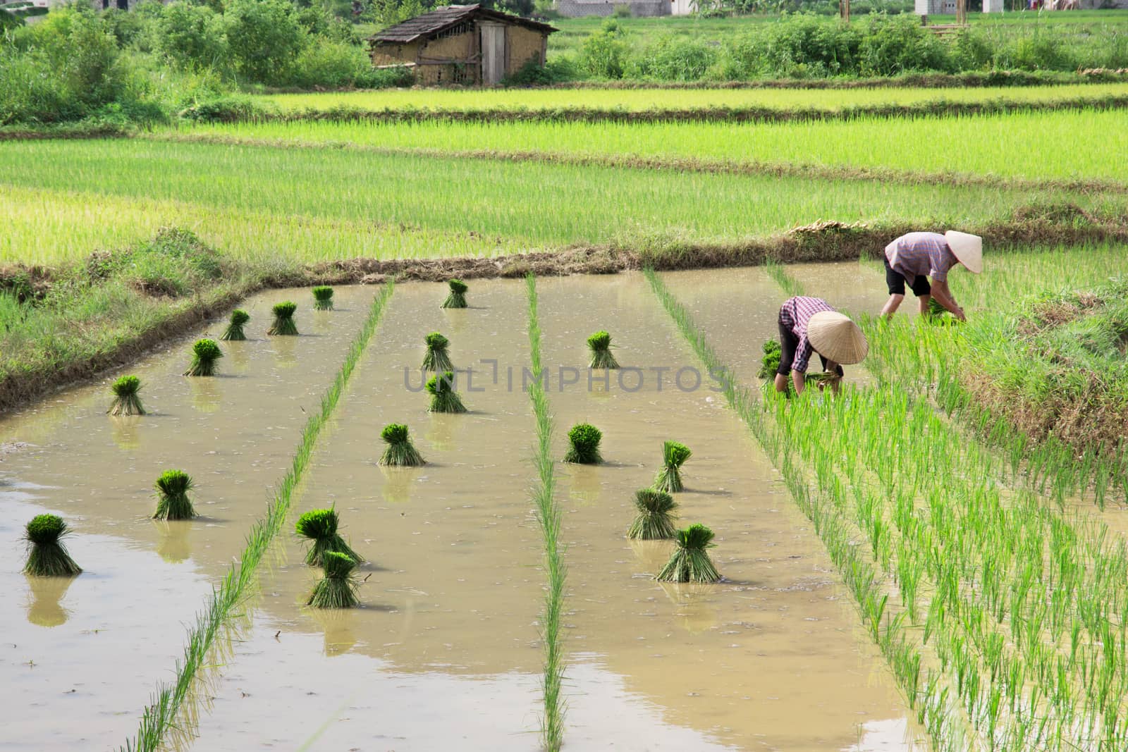 Vietnam Farmer growth rice on the field by happystock