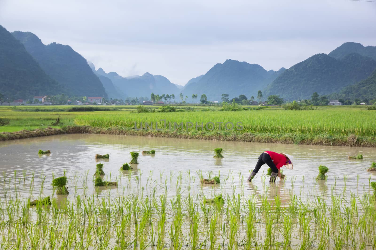 Vietnam Farmer growth rice on the field by happystock