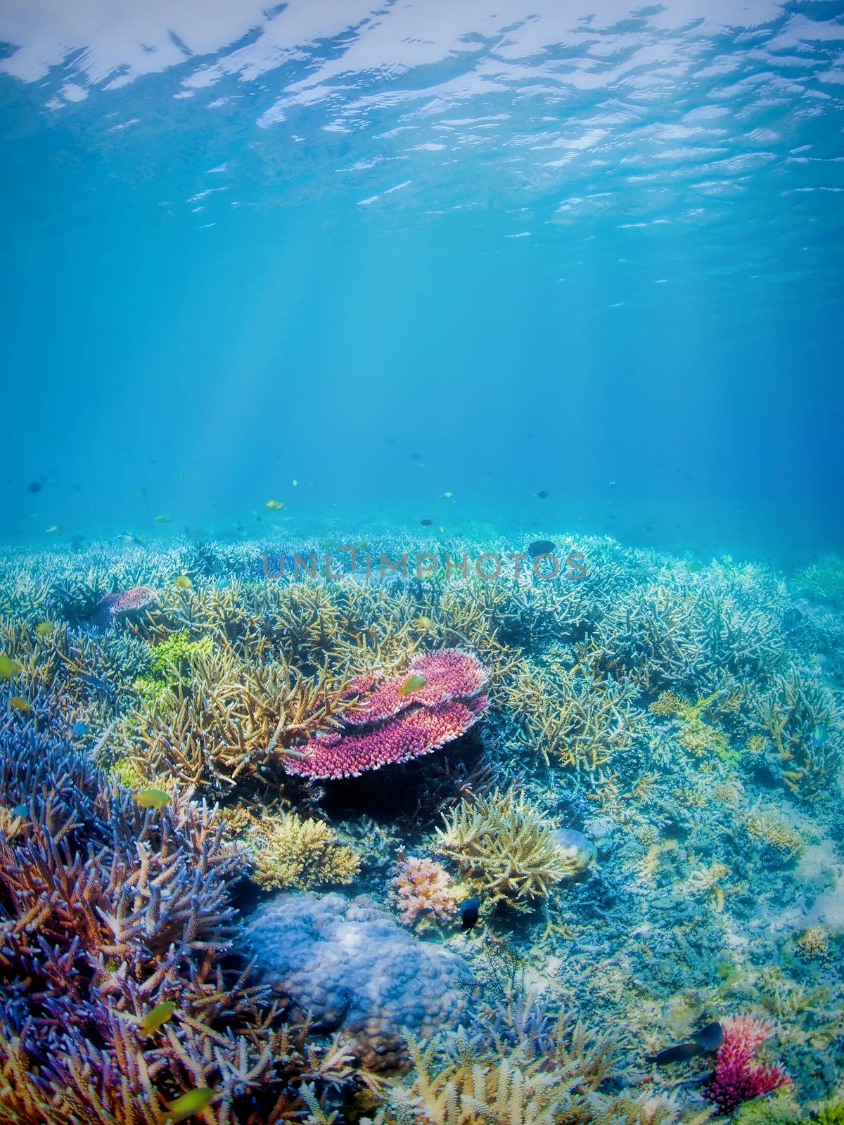 Colorful underwater coral reef on Komodo island
