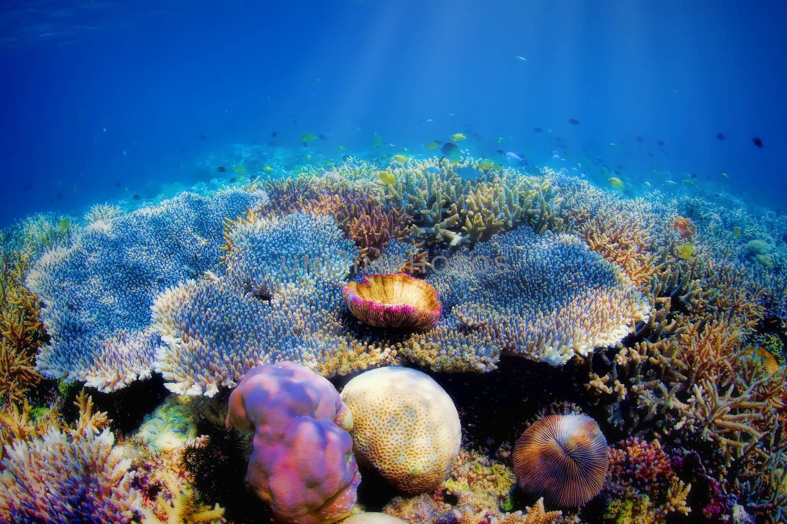 Colorful underwater coral reef on Komodo island