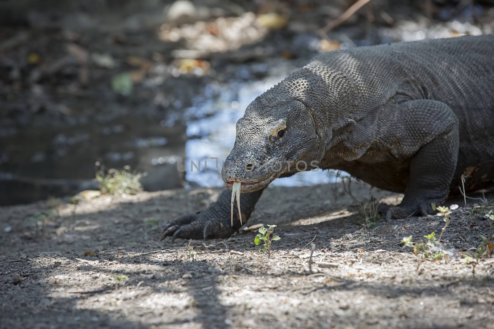 Komodo Dragon walking in the wild on Komodo Island