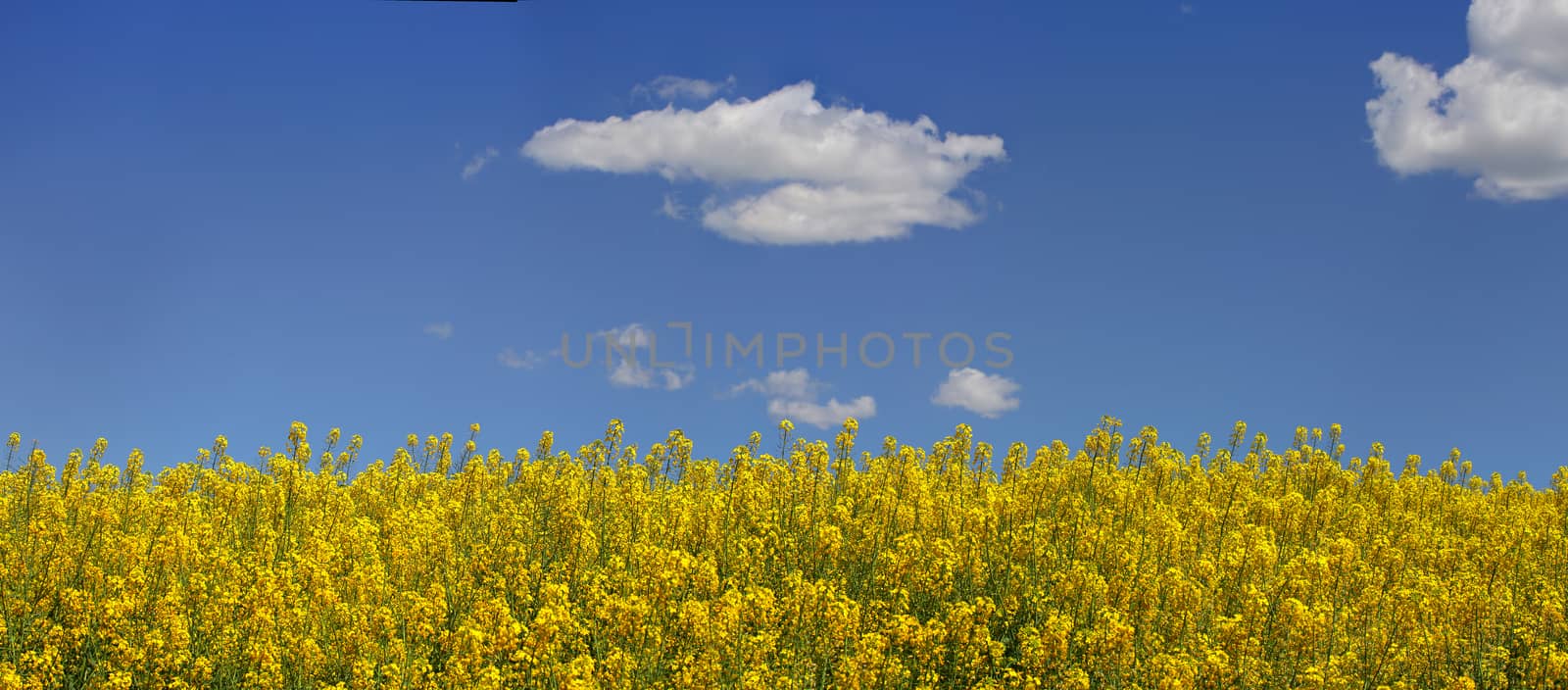 Flowering canola and blue sky, suitable as a border or for your copy