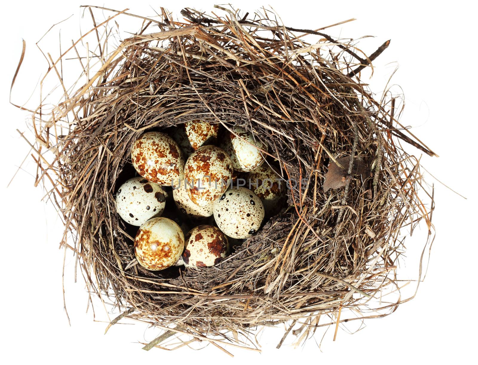 Birds nest with eggs on the white background. (isolated).