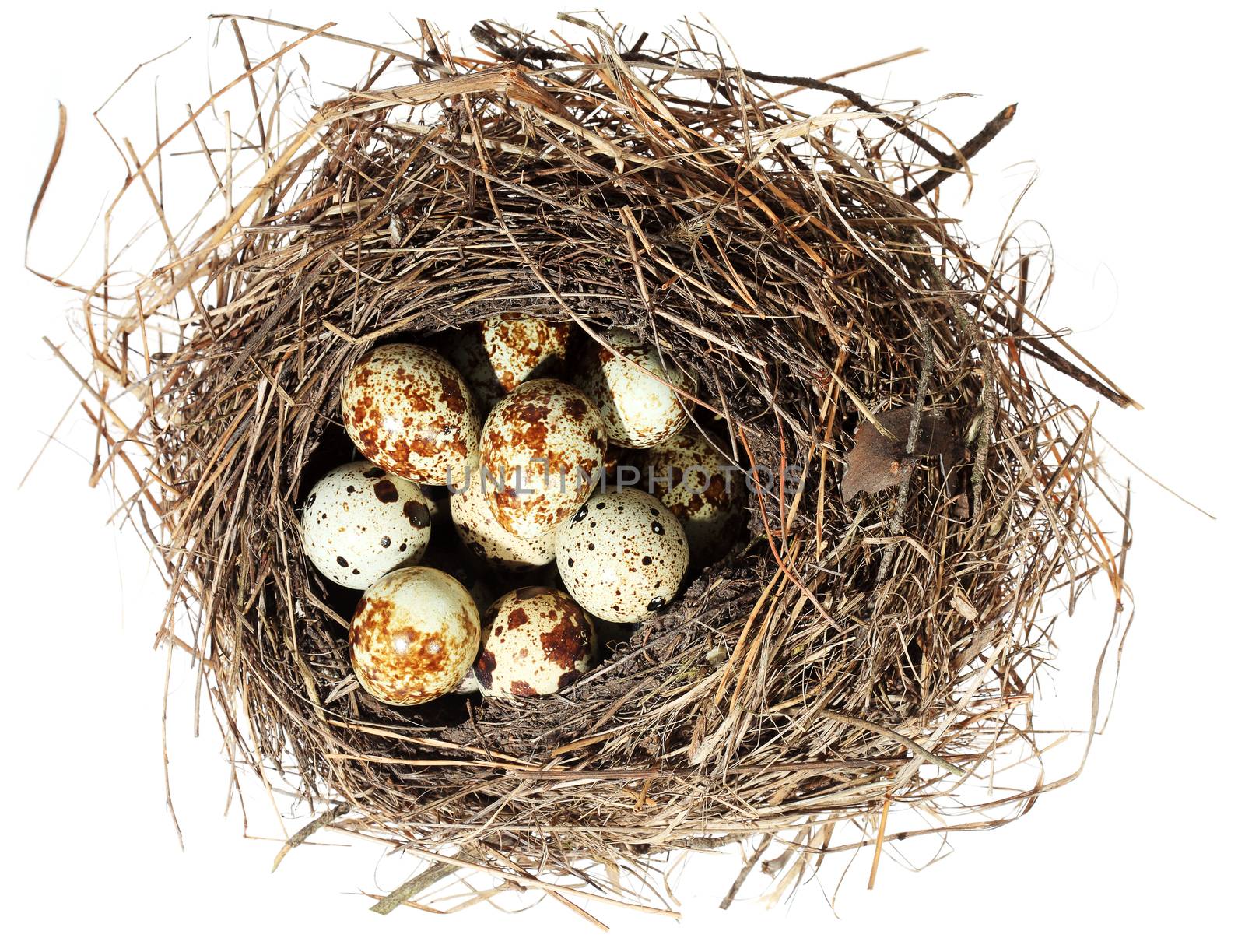 Birds nest with eggs on the white background. (isolated) by aptyp_kok