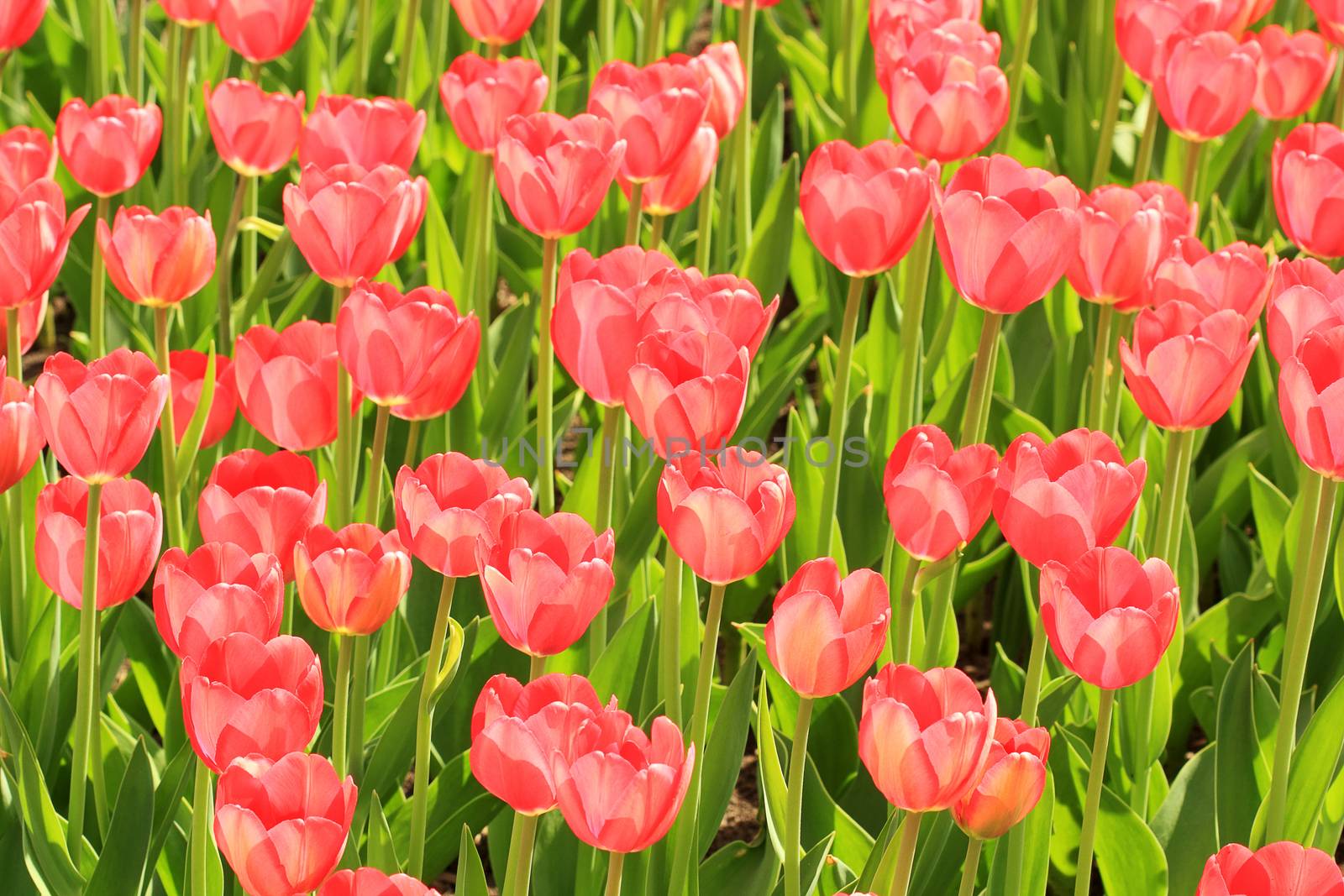 Red tulips blossom in summer on a green background by aptyp_kok