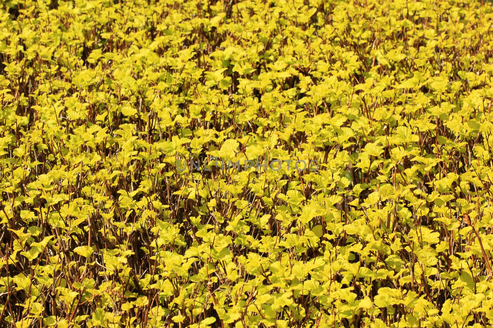 Texture of yellow bush, background.
