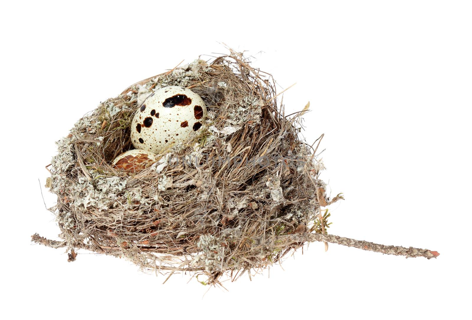 Birds nest with eggs on the white background. (isolated) by aptyp_kok