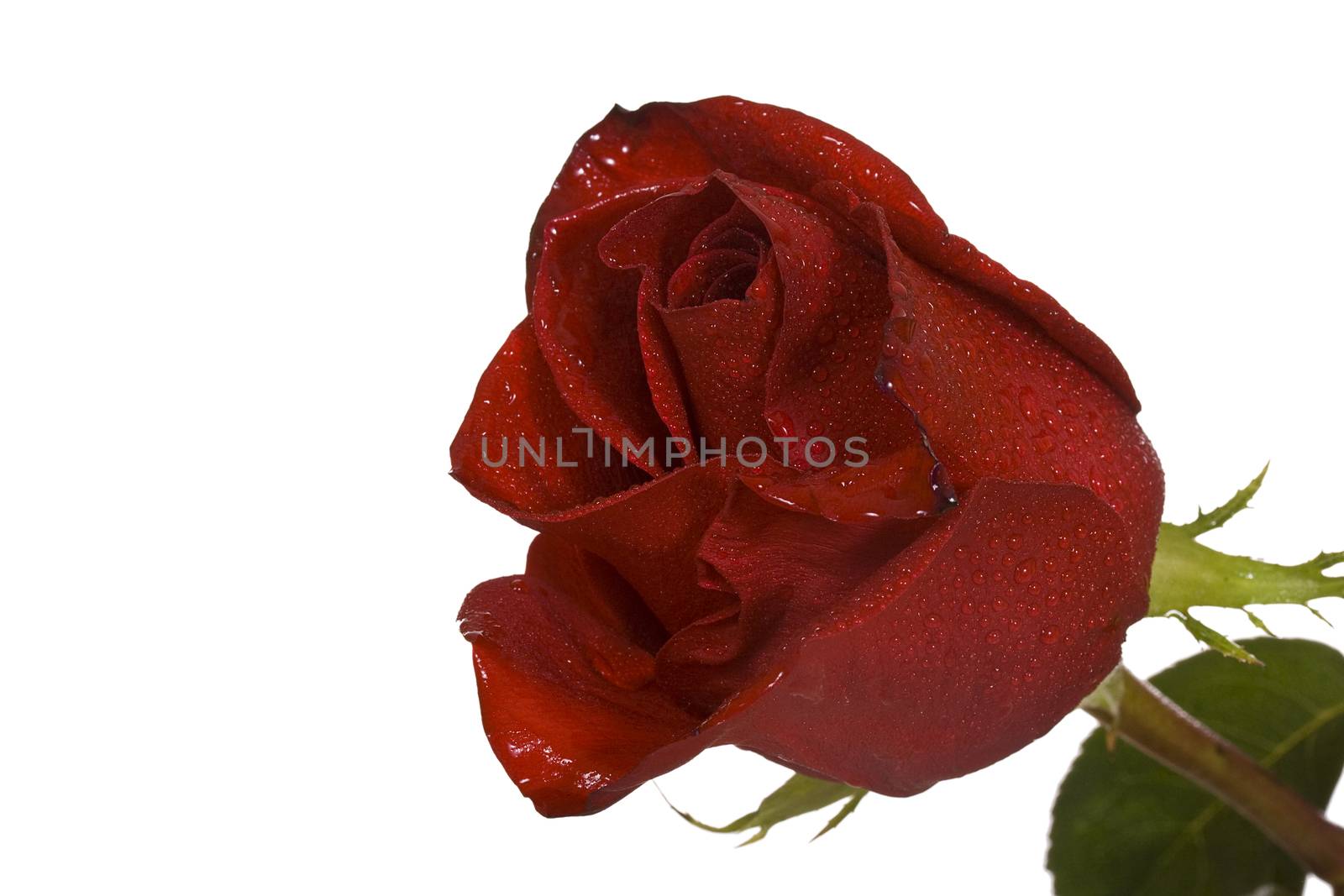 Red rose with drops of dew isolated on white background